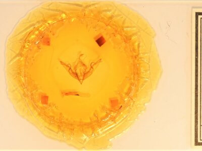 slide view of adult Lithophane petulca