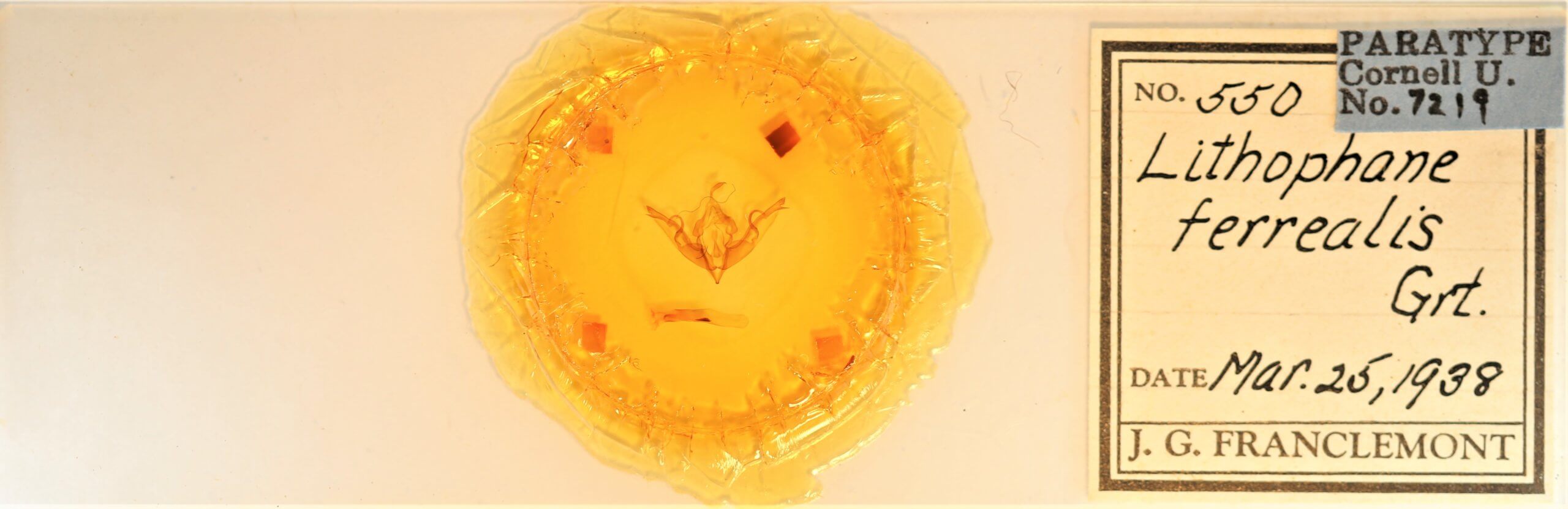 slide view of adult Lithophane petulca