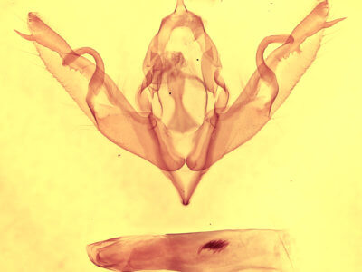 genitalia view of adult Lithophane patefacta