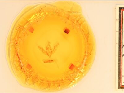 slide view of adult Lithophane patefacta