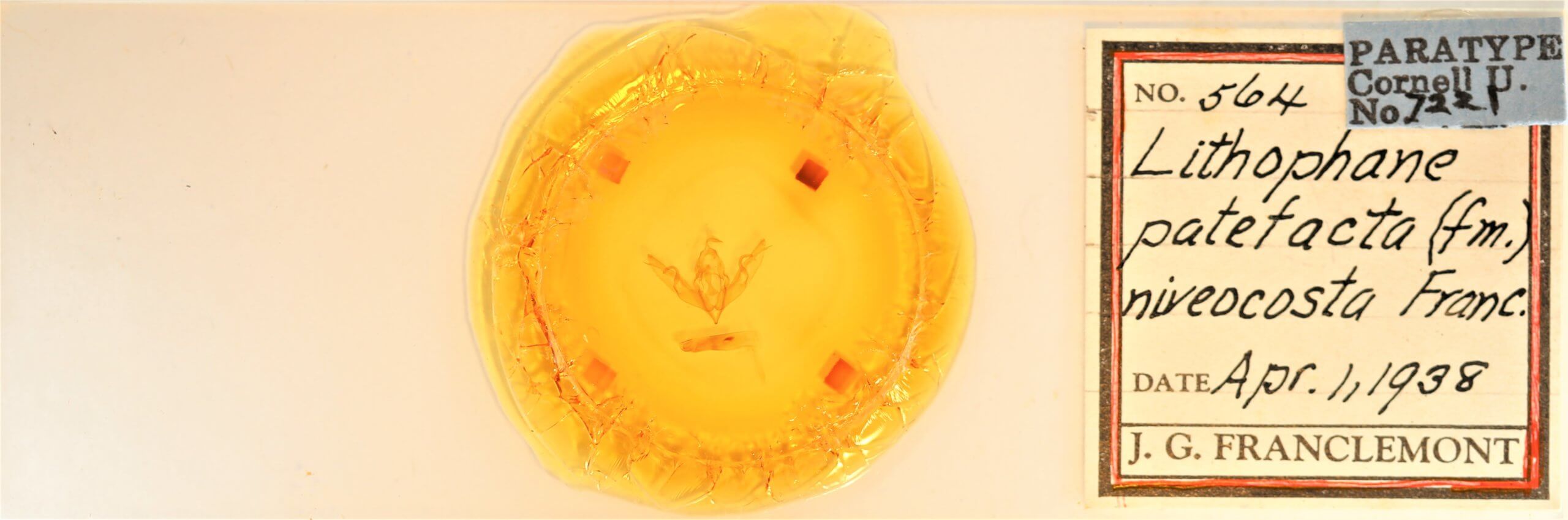 slide view of adult Lithophane patefacta