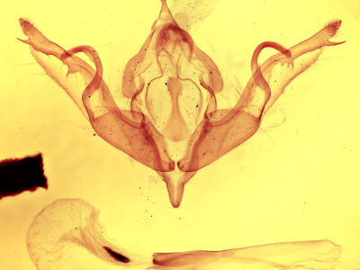 genitalia view of adult Lithophane petulca