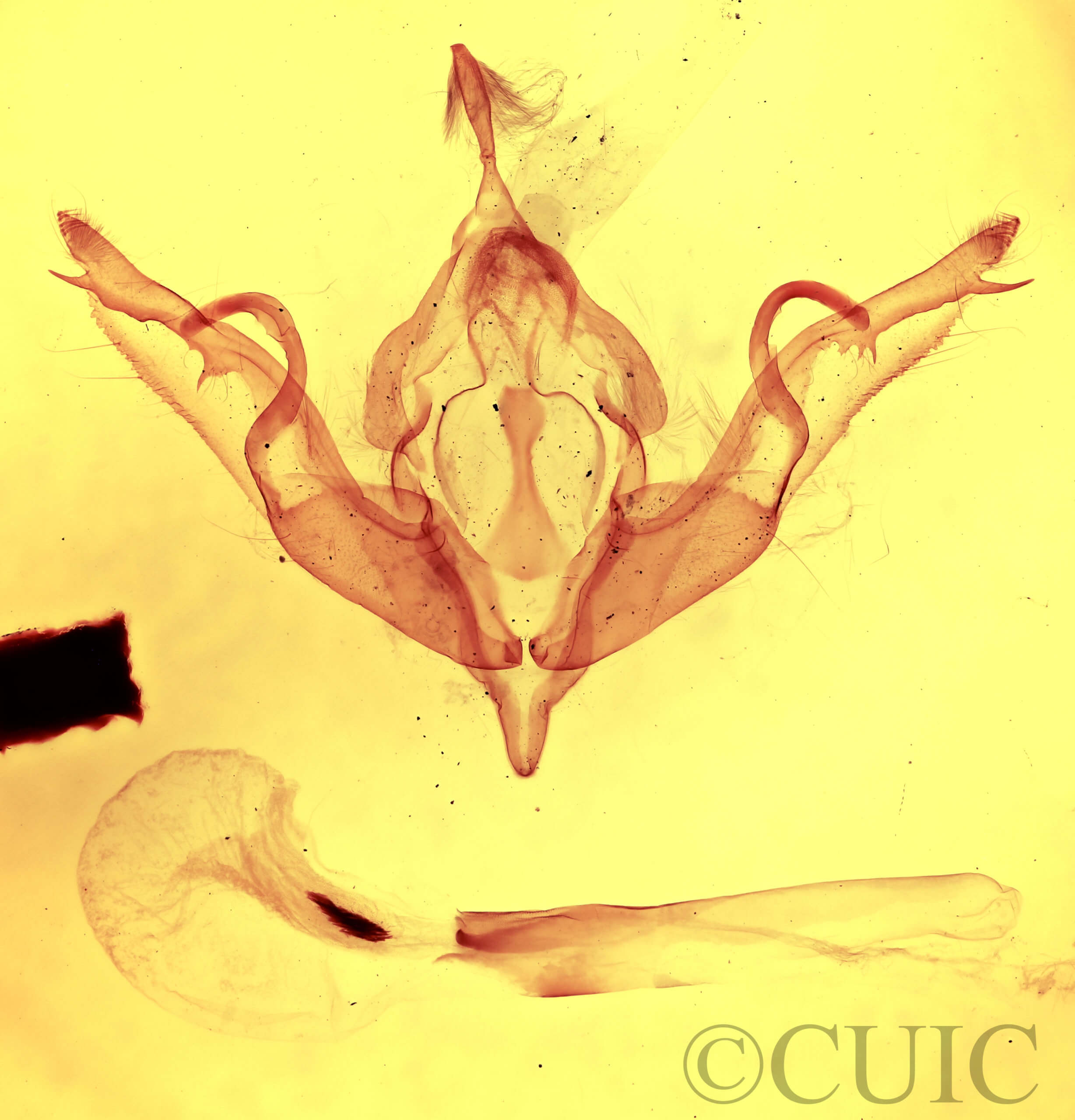 genitalia view of adult Lithophane petulca