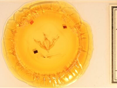 slide view of adult Lithophane petulca