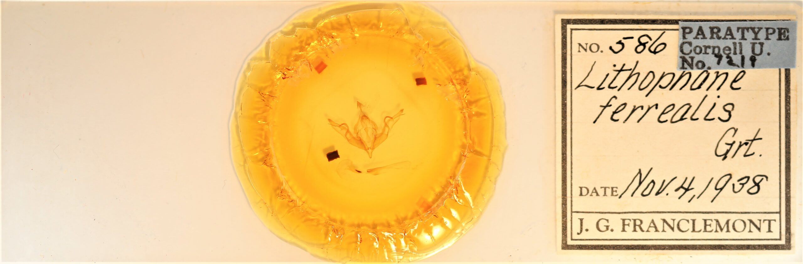 slide view of adult Lithophane petulca