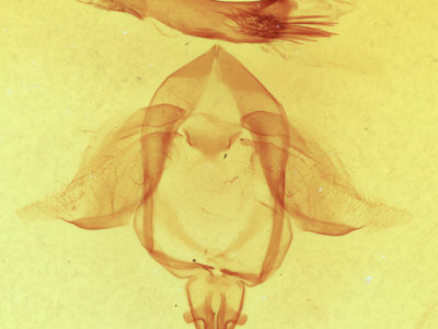 genitalia view of adult Ellida caniplaga