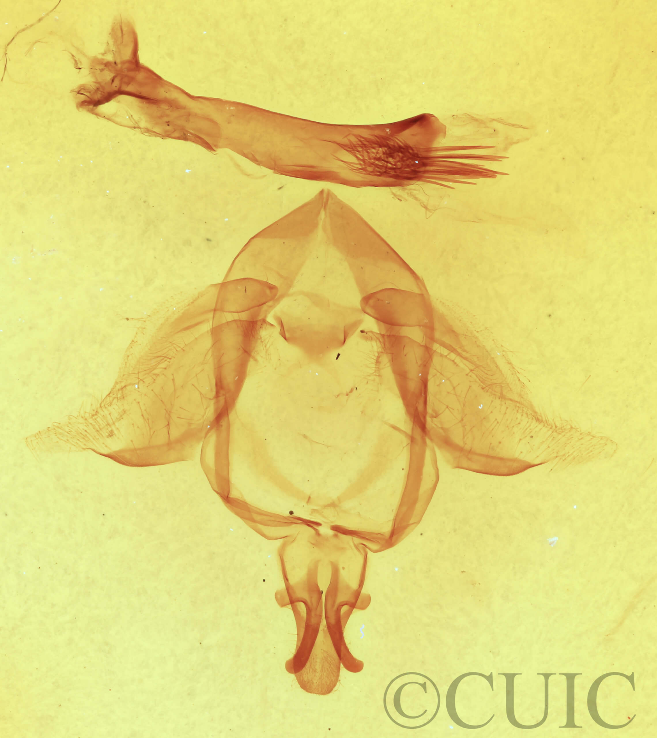 genitalia view of adult Ellida caniplaga