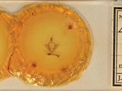 slide view of adult Ellida caniplaga