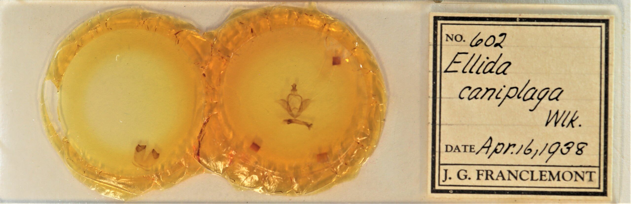 slide view of adult Ellida caniplaga