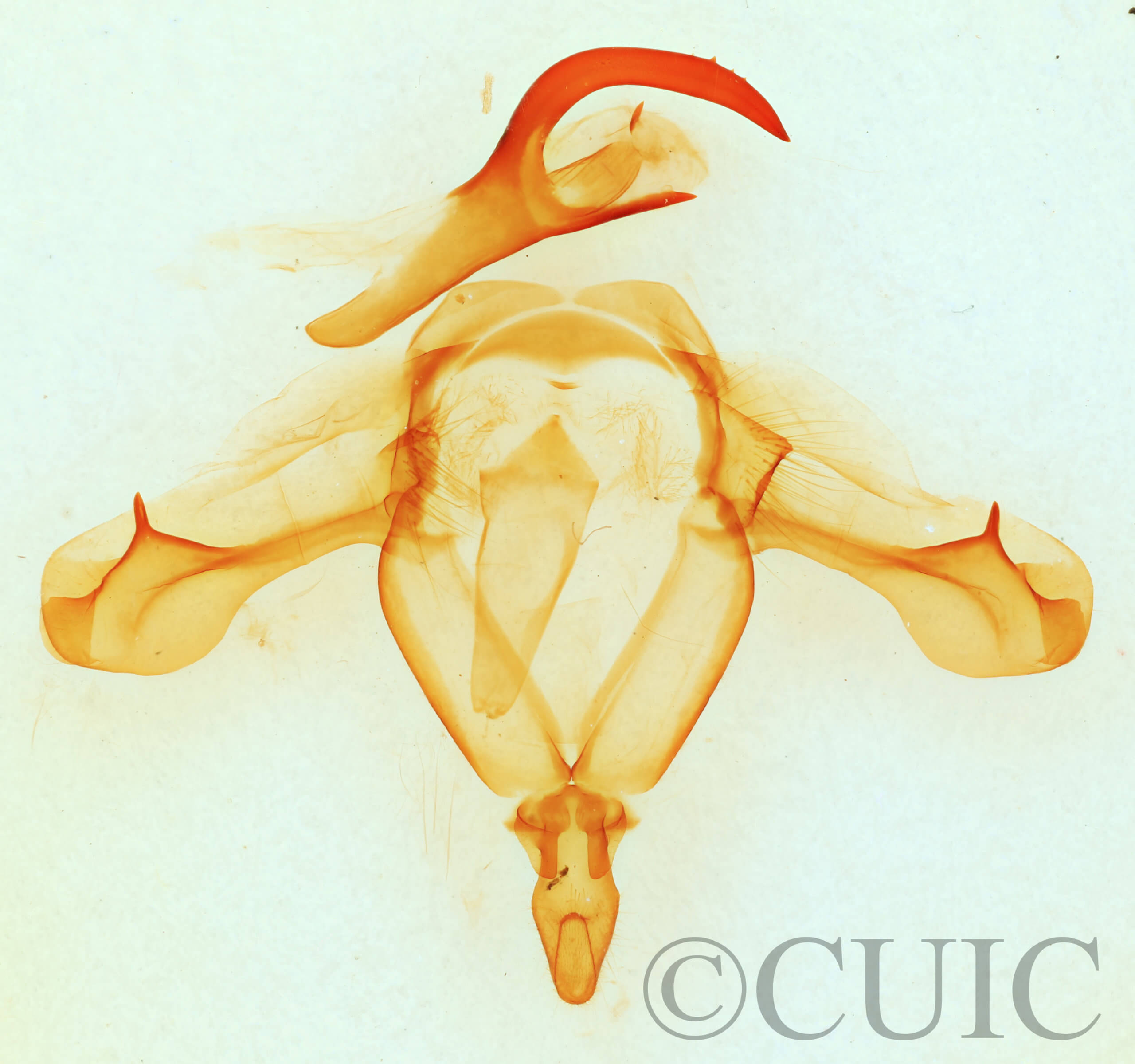 genitalia view of adult Paraeschra georgica