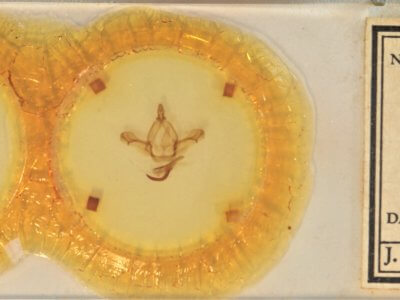 slide view of adult Paraeschra georgica