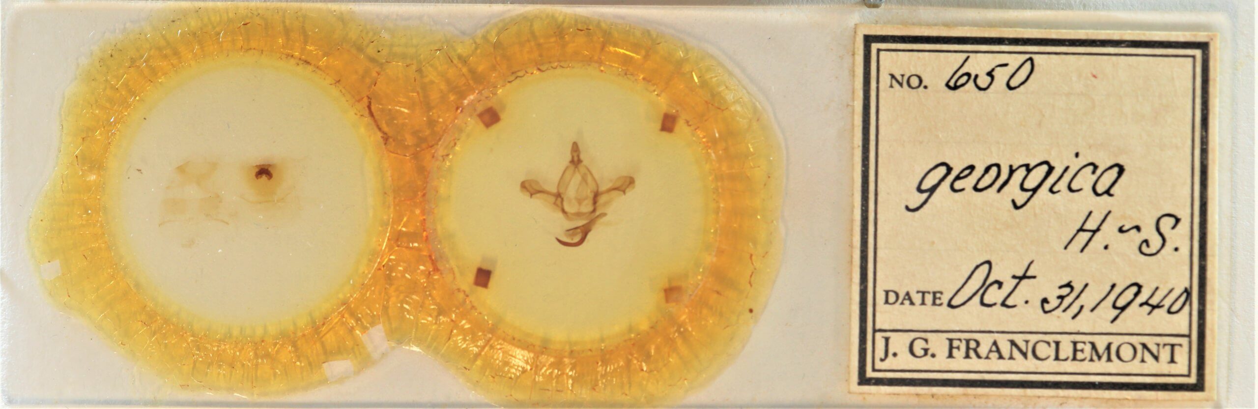 slide view of adult Paraeschra georgica