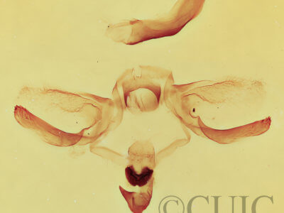 genitalia view of adult Furcula occidentalis