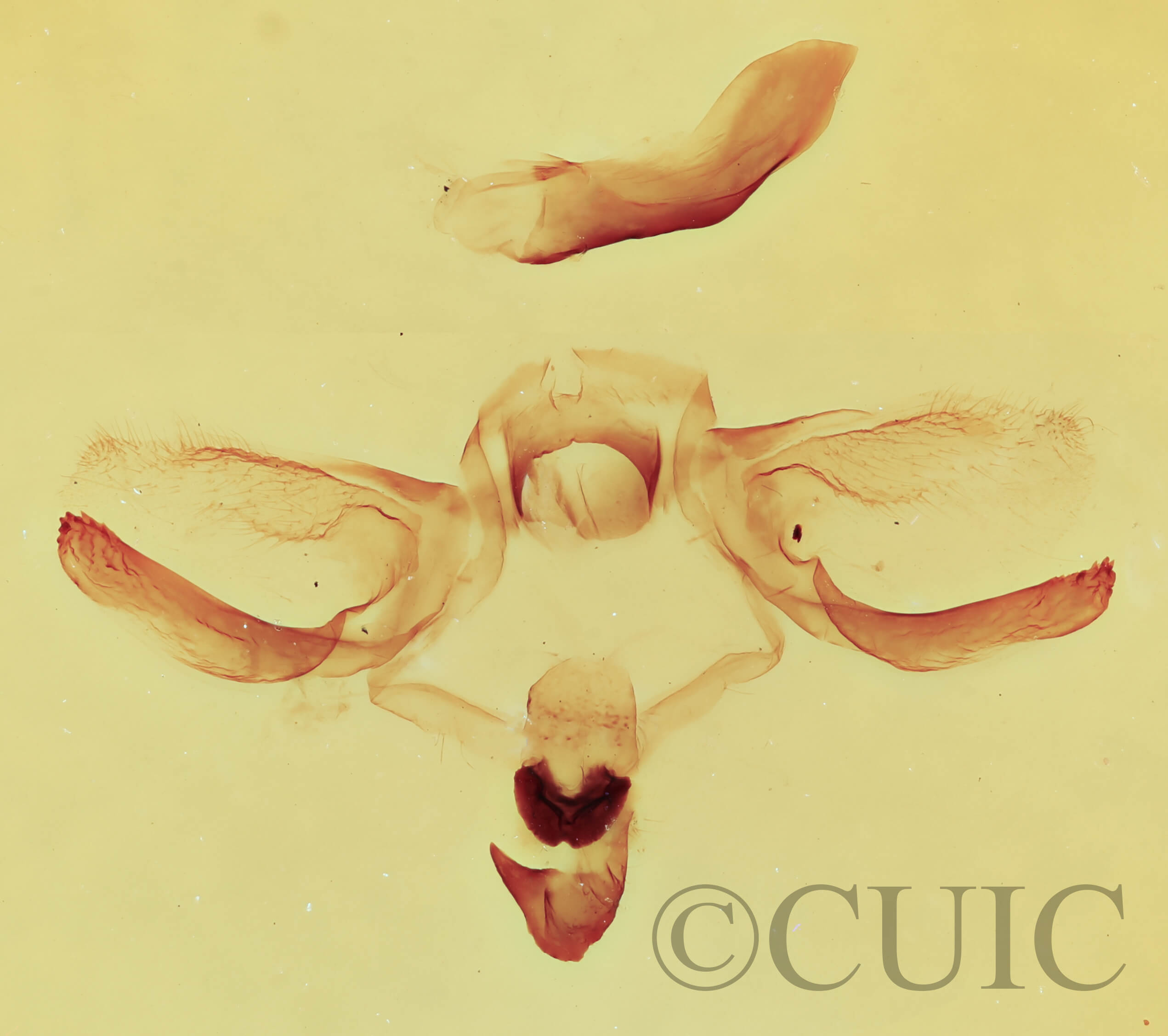 genitalia view of adult Furcula occidentalis