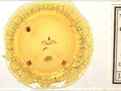 slide view of adult Furcula occidentalis