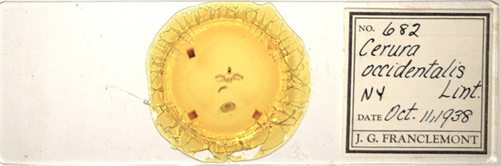 slide view of adult Furcula occidentalis