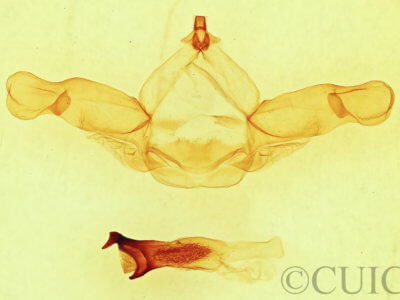 genitalia view of adult Nadata gibbosa