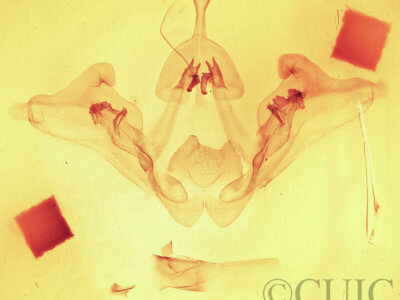 genitalia view of adult Datana drexelii