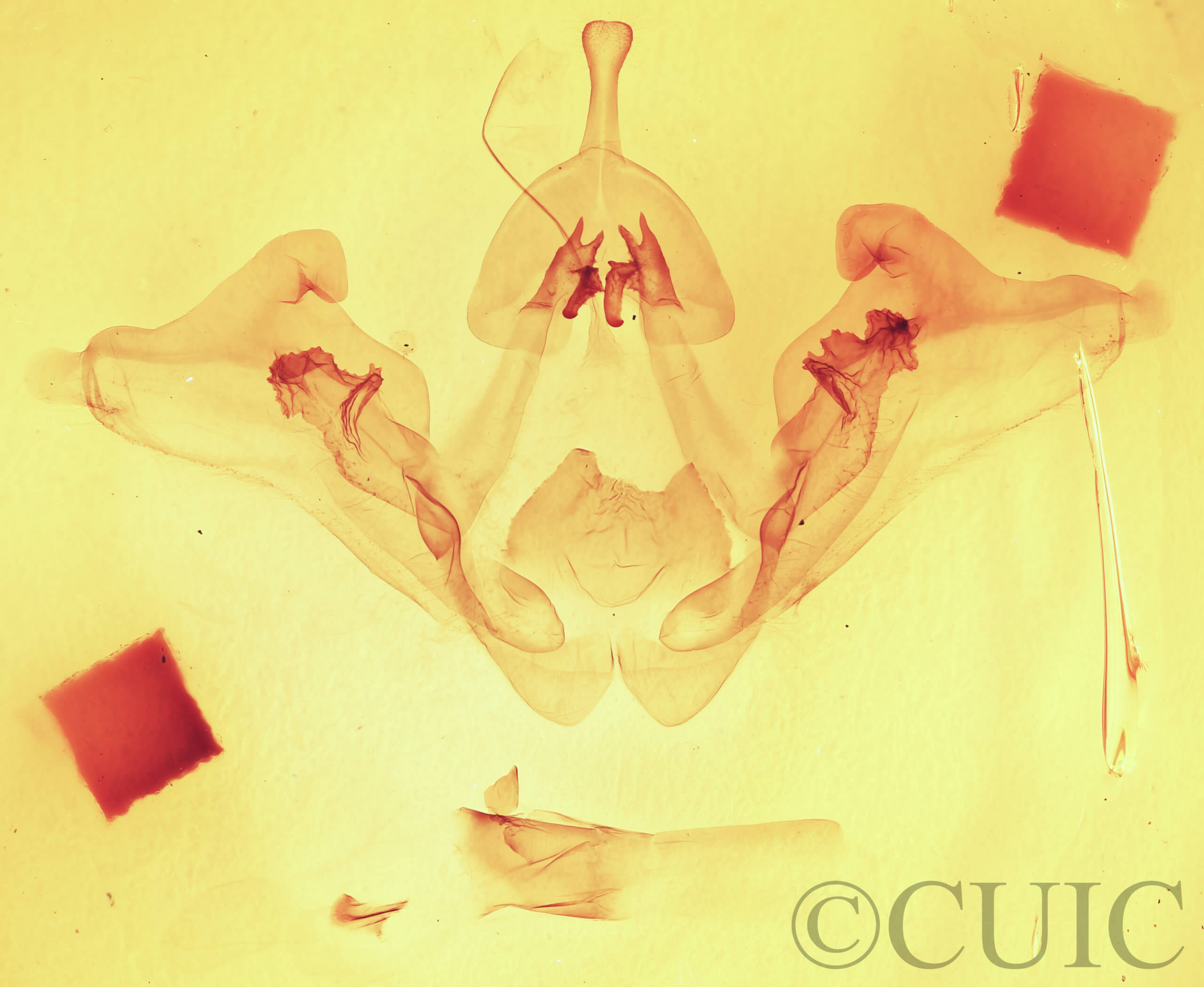 genitalia view of adult Datana drexelii