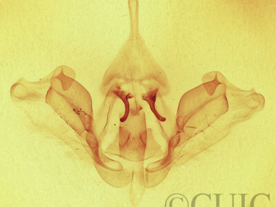 genitalia view of adult Datana integerrima