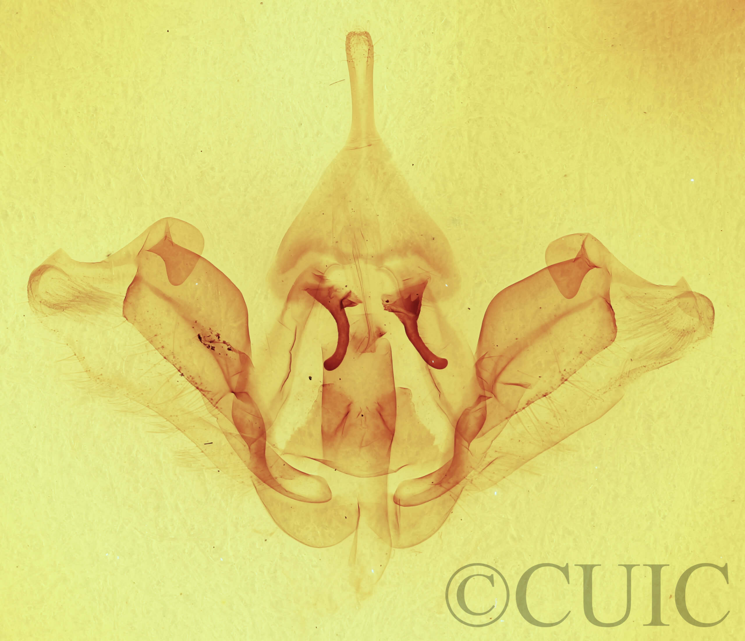 genitalia view of adult Datana integerrima