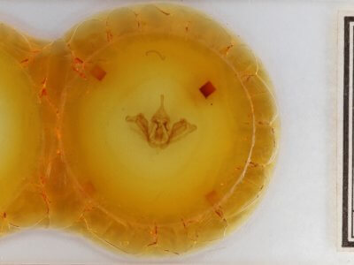 slide view of adult Datana integerrima