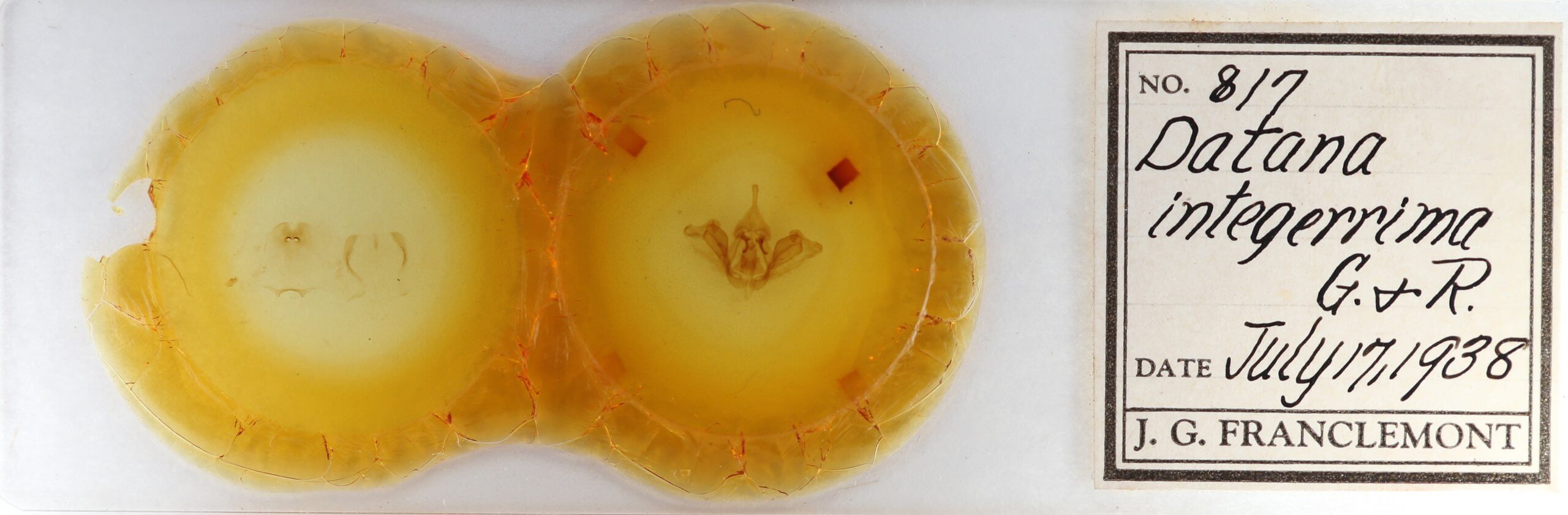 slide view of adult Datana integerrima