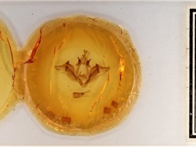 slide view of adult Datana angusii