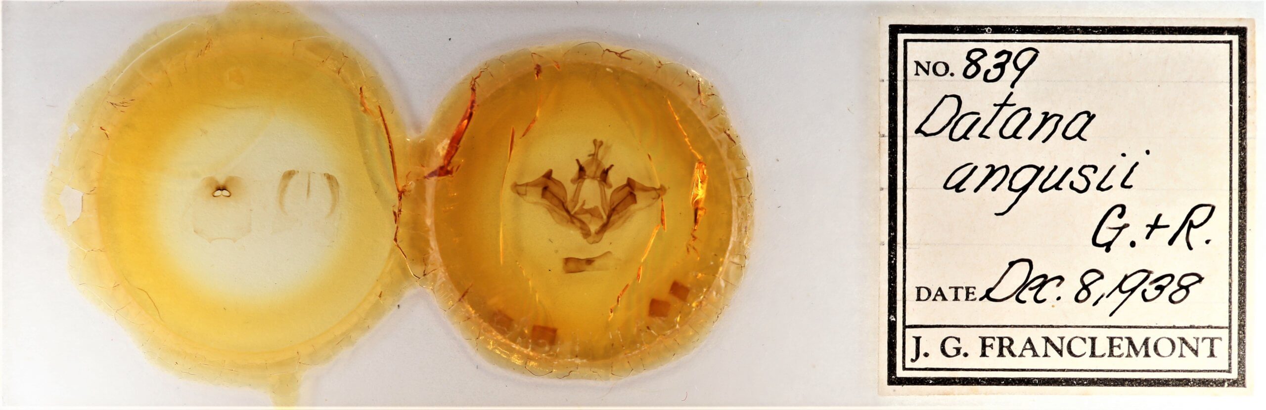 slide view of adult Datana angusii