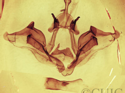 genitalia view of adult Datana angusii