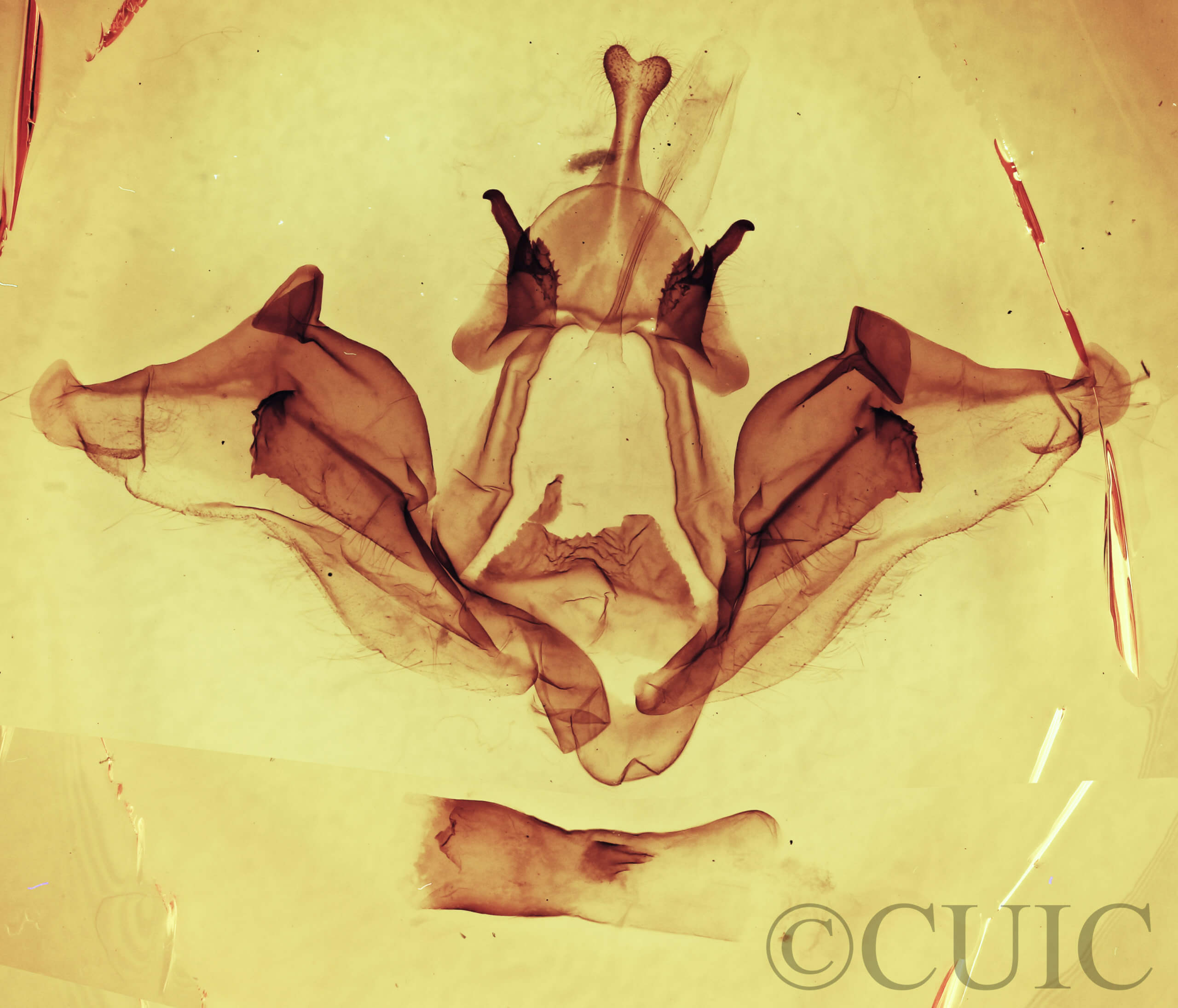 genitalia view of adult Datana angusii