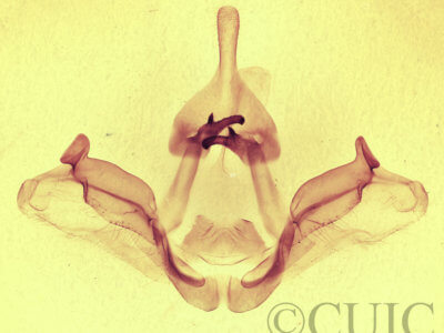 genitalia view of adult Datana integerrima