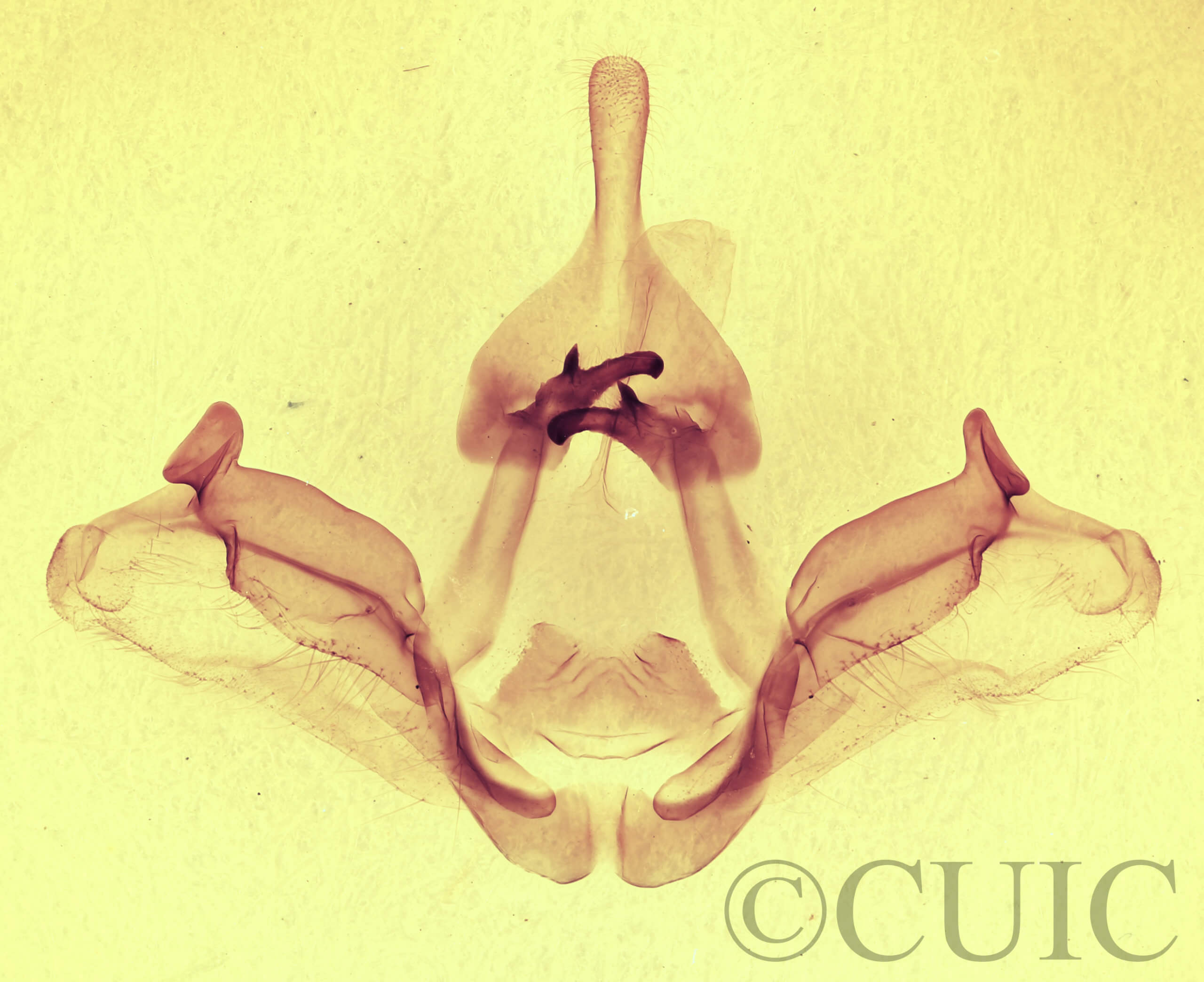 genitalia view of adult Datana integerrima