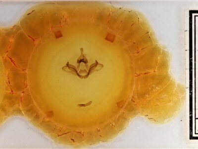 slide view of adult Datana integerrima