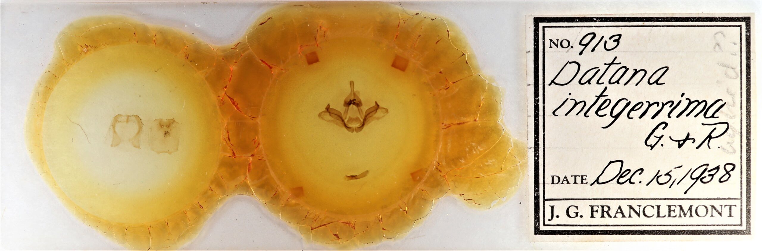 slide view of adult Datana integerrima