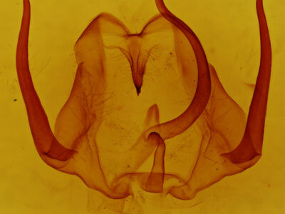 genitalia view of adult Eulirimiris n. sp.