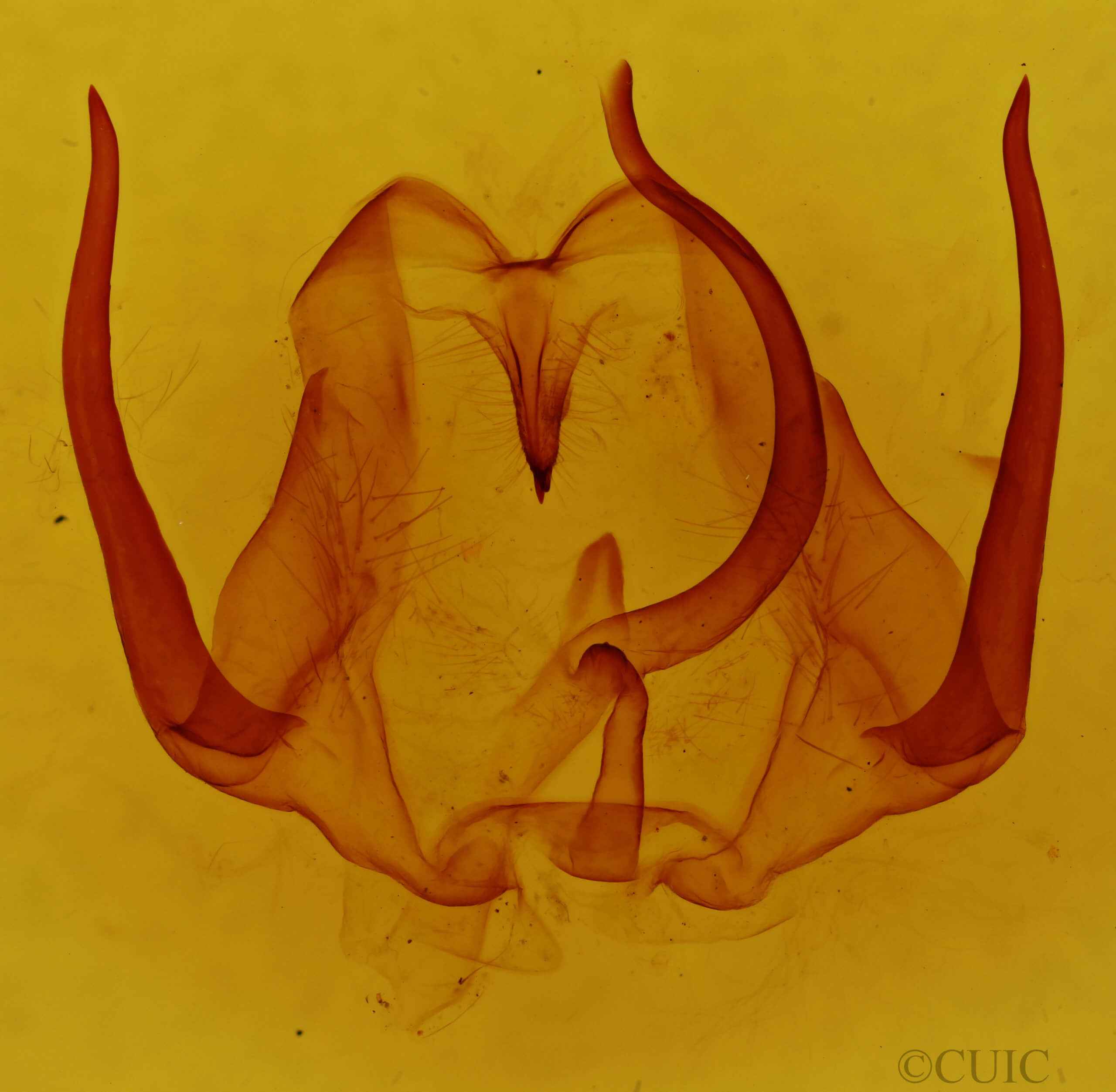 genitalia view of adult Eulirimiris n. sp.