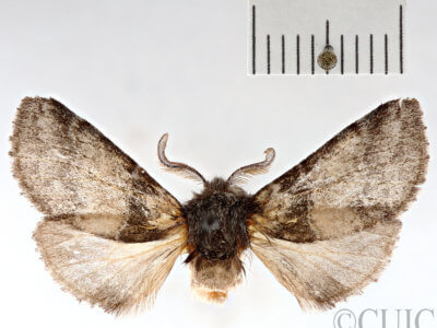 dorsal view of adult Gluphisia