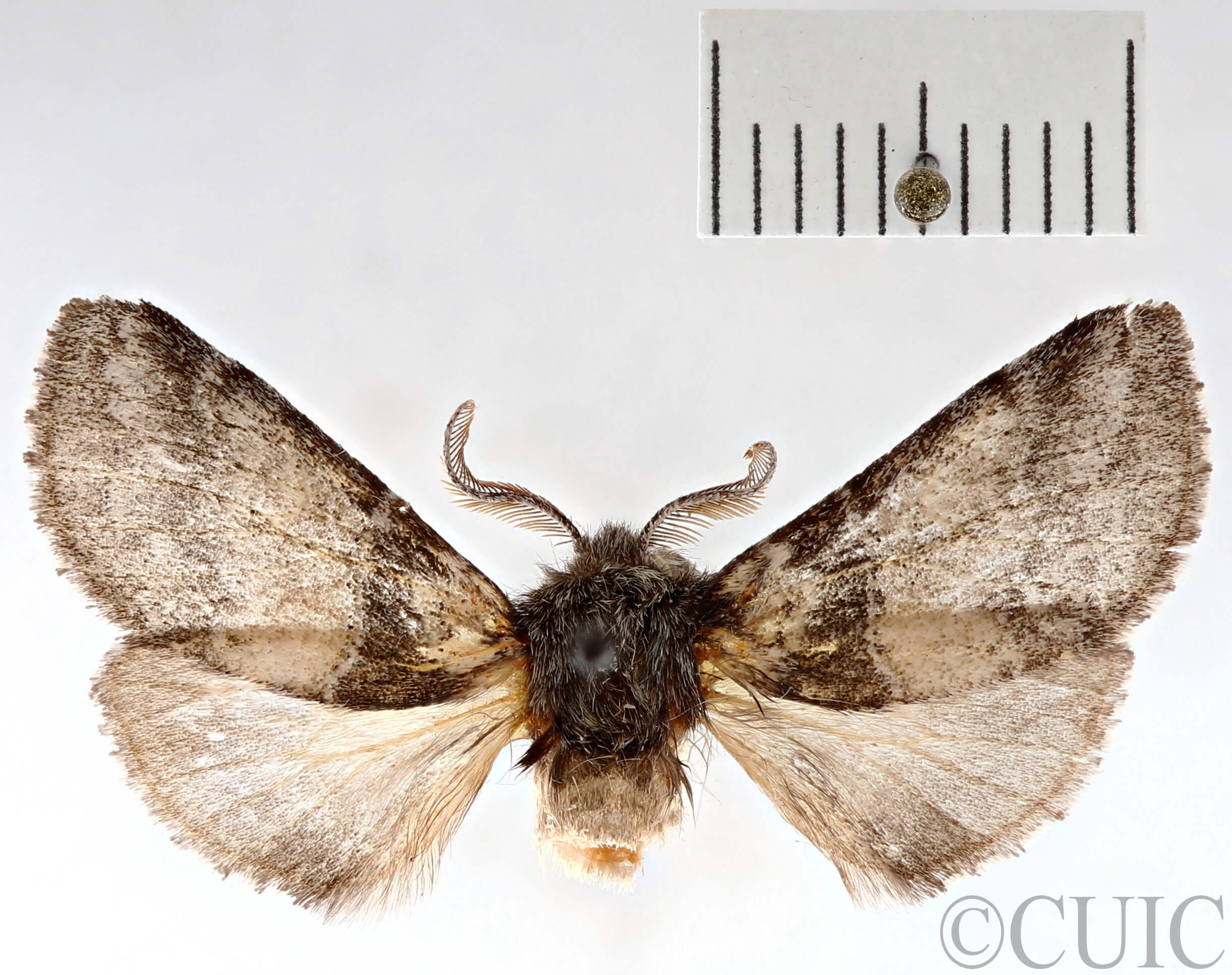 dorsal view of adult Gluphisia