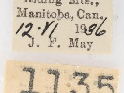 label view of adult Gluphisia