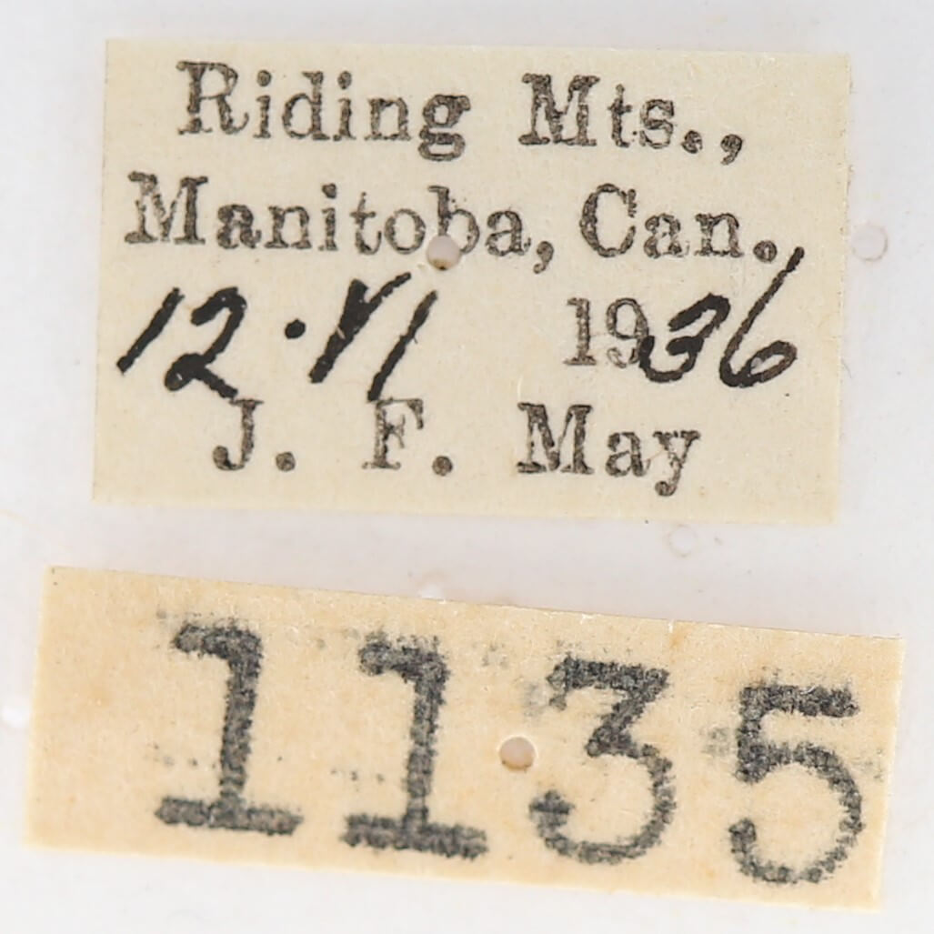 label view of adult Gluphisia