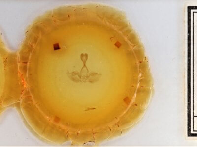 slide view of adult Gluphisia