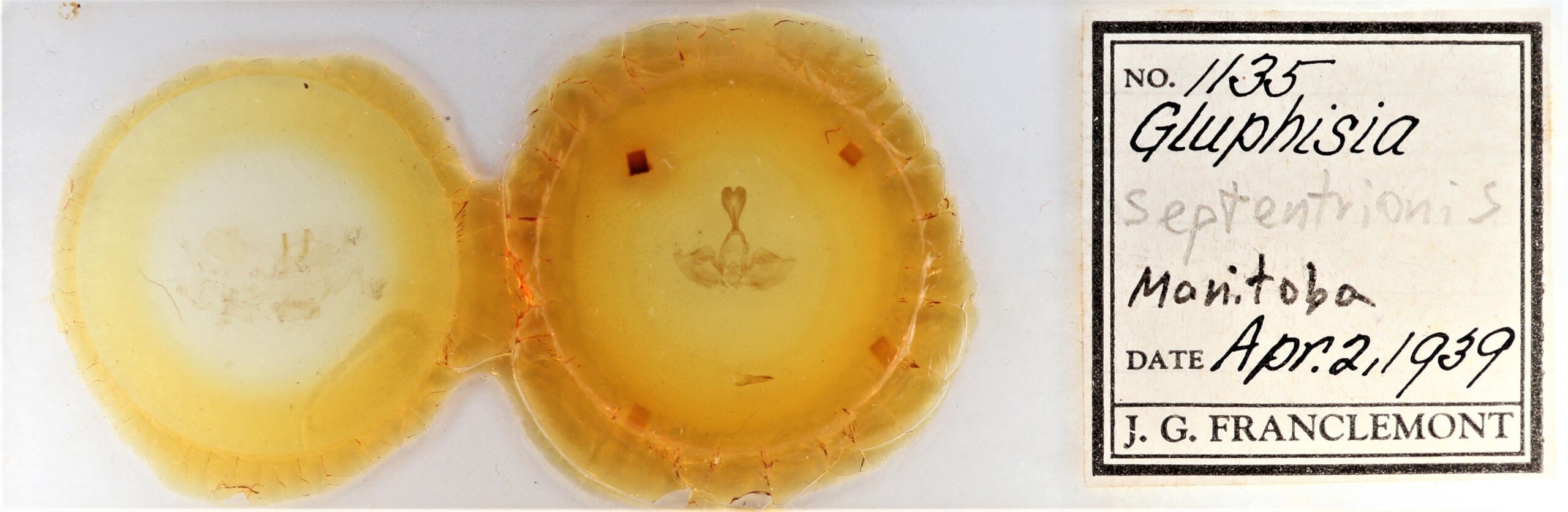 slide view of adult Gluphisia