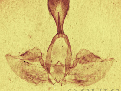 genitalia view of adult Gluphisia