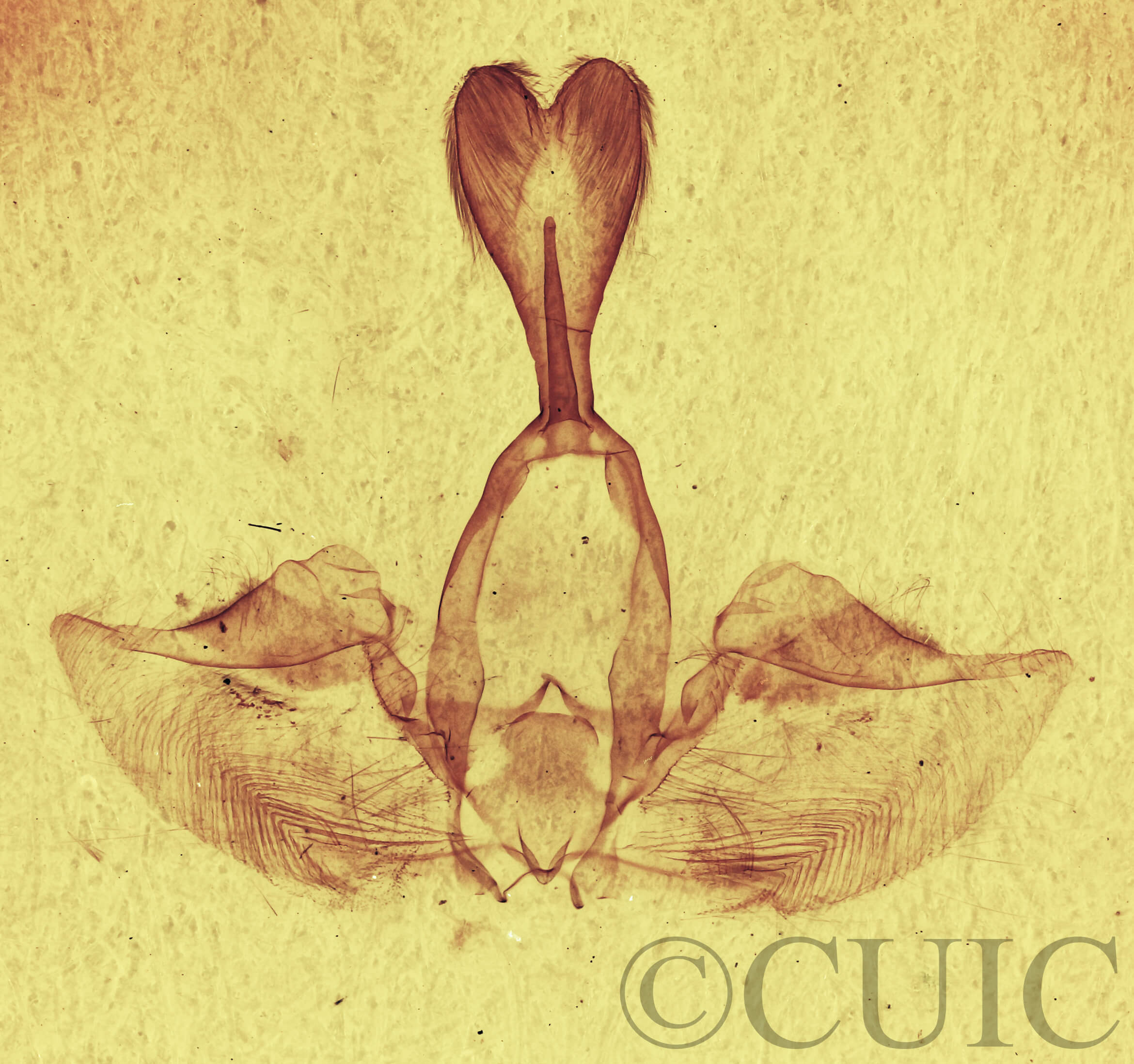 genitalia view of adult Gluphisia