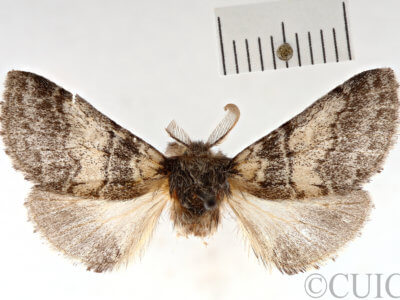 dorsal view of adult Gluphisia