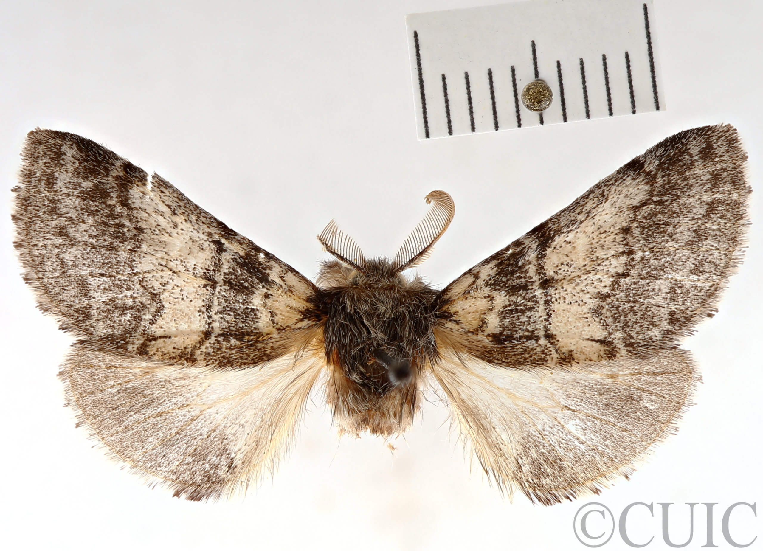 dorsal view of adult Gluphisia