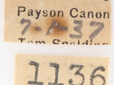 label view of adult Gluphisia