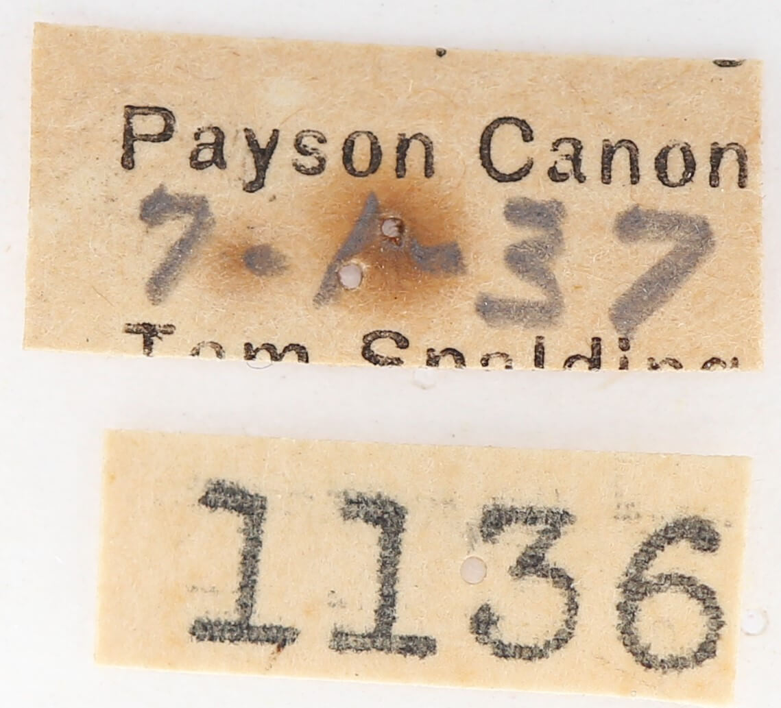 label view of adult Gluphisia