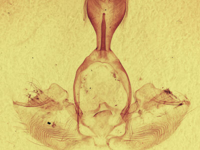genitalia view of adult Gluphisia